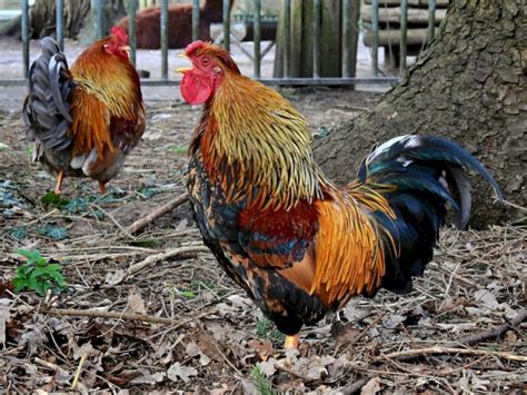 Peribahasa ayam berkokok hari siang dapat anda gunakan dalam. Ini Alasan Ayam Berkokok di Pagi Hari | Indozone.id