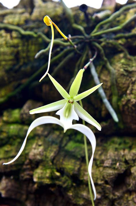 Орхидея Призрак Фото Telegraph
