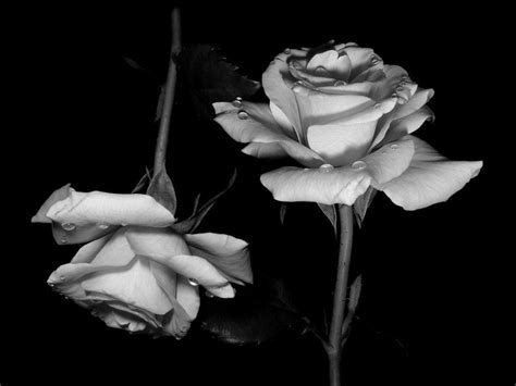 Black And White Roses Wallpapers Wallpaper Cave