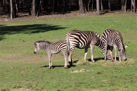 Second Zebra Foal For Taronga Western Plains Zoo Zooborns