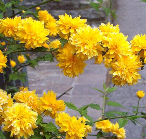 Fiori gialli primaverili spontanei / 20 piante che potreste incontrare lungo una strada di campagna blog di matematica e scienze : Hortus Italicus: Kerria japonica 'Pleniflora'