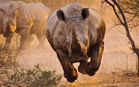 Animals Rhino Savannah Desert Nature Wallpapers Hd Desktop And