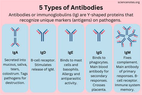 Antibody Types And Functions