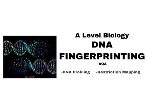 A Level Biology Dna Fingerprinting Notes Teaching Resources