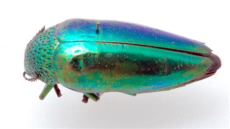 This Shiny Beetle Case Is A Surprising Form Of Camouflage Science Aaas