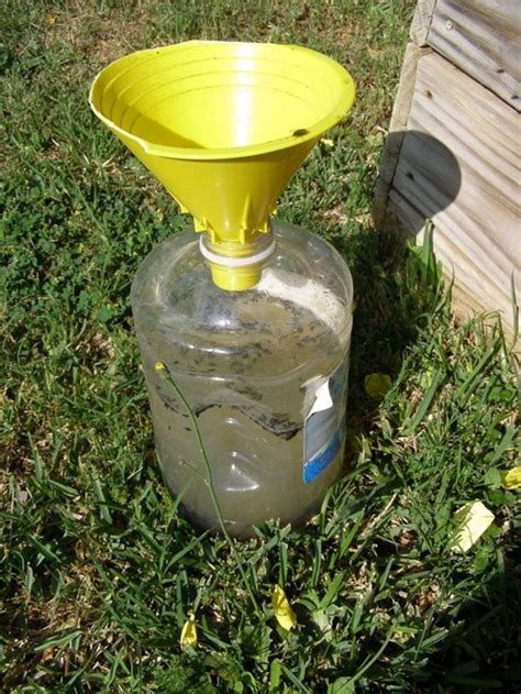 The Top 20 Ideas About Diy Japanese Beetle Trap Best Collections Ever