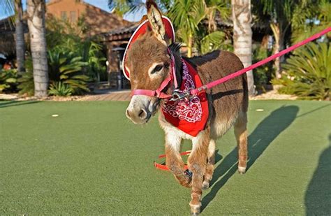 A Small Donkey Wearing A Red Bandana And Harness Running On A Green