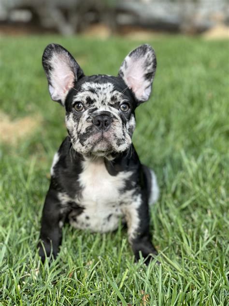 Merle French Bulldog Puppies Available French Bulldogs La