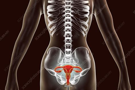 Female Reproductive System Illustration Stock Image F Science Photo Library
