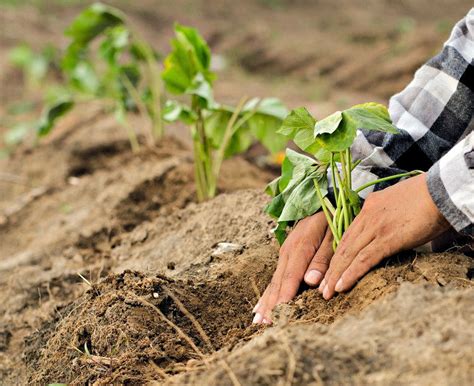 Starting Sweet Potato Slips - How to Grow Sweet Potatoes From the Store