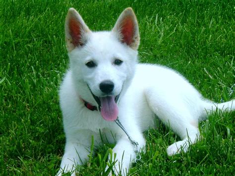 German shepherds should be well socialized early in life. white-german-shepherd-puppies-to-adopt | Find German ...