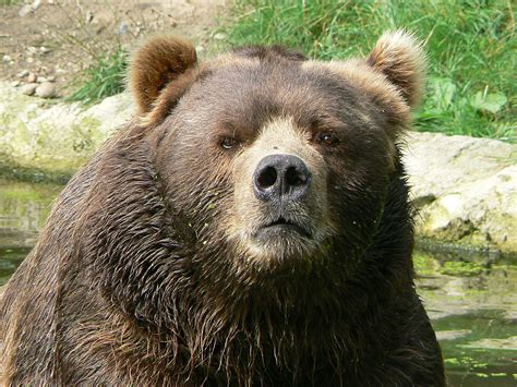 Filemale Kodiak Bear Face Wikimedia Commons