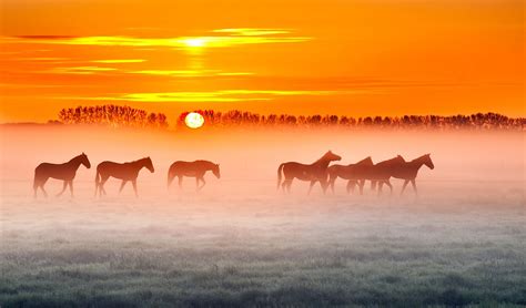 Animals Nature Landscape Horse Sun Wallpapers Hd Desktop