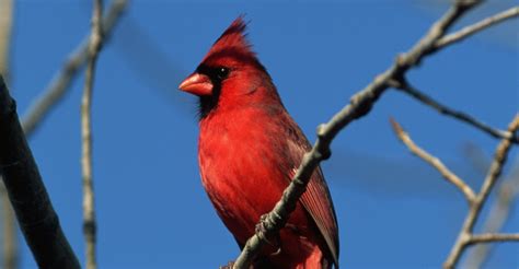 Male Northern Cardinal In Winter Virginia Pictures Virginia