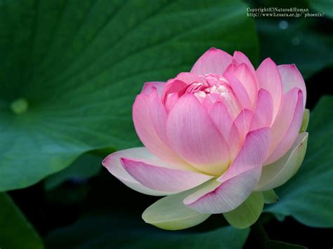 Lotus Blossom Free Screensavers 61286