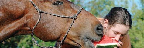 Healthy Treats for Horses | Equestrian Barns ...