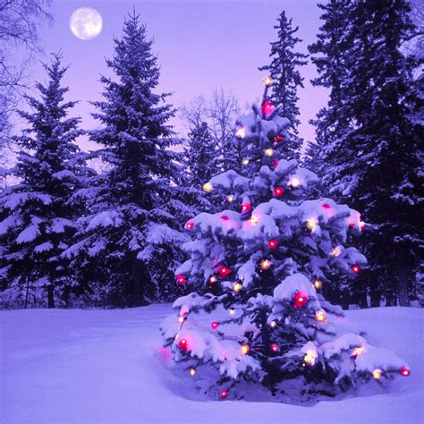 Top 92 Pictures Christmas Background For Pictures Full Hd 2k 4k
