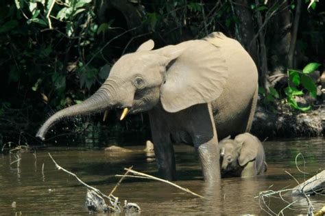 African Forest Elephant Facts Diet And Habitat Information