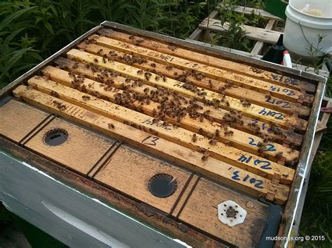 Frame Feeders Mud Songs Beekeeping