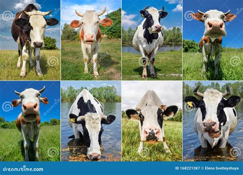 Collage Of Cows And Cattles On The Field Stock Image Image Of Meadow