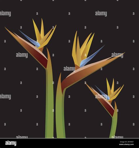 Bird Of Paradise Vector Illustration Stock Vector Image And Art Alamy