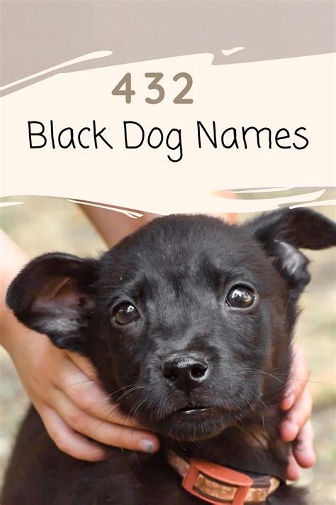 Black Dog Names Dog Names Black Dog Names Cute Names For Dogs