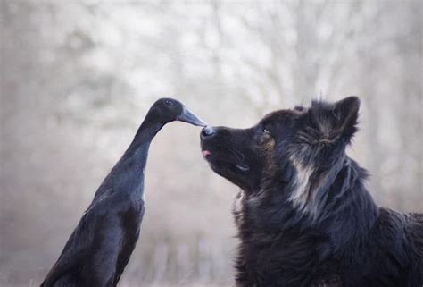 This Dog And Duck Have The Most Adorable Unexpected Friendship