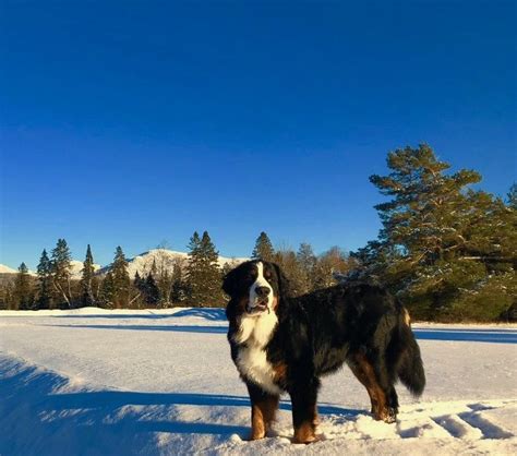 Maybe you would like to learn more about one of these? Pet-Friendly Rental Homes in Lake Placid, NY | Merrill L ...
