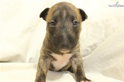So, don't be afraid to ask the breeder about the genetic and health history of both of the parents. Miniature Bull Terrier puppy for sale near Philadelphia, Pennsylvania | 67ede66d-d661