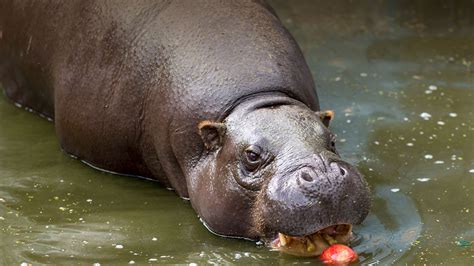 Pygmy Hippopotamus San Diego Zoo Animals And Plants