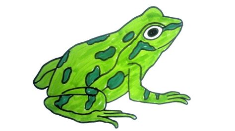 Attach the body and shape with a line depicting the neck. how to draw a frog | Easy Step by Step Drawing for kids ...