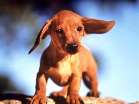 Wiener Dog Wallpapers Wallpaper Cave