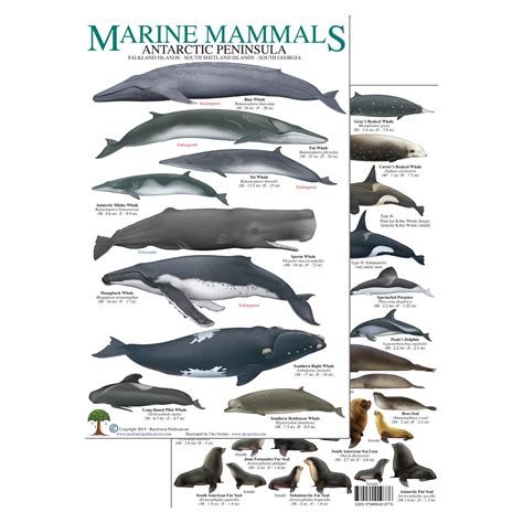 Antarctic Peninsula Marine Mammals — Rainforest Publications Store