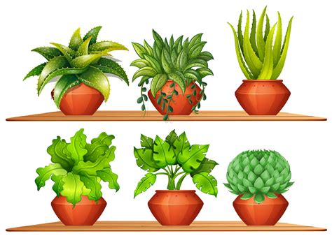 Different Types Of Plants In Pots 300419 Download Free
