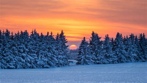 Snow Covered Pine Trees During Sunrise 4k Hd Nature Wallpapers Hd
