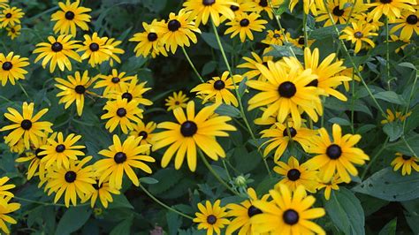 8k Free Download Black Eyed Susan Flowers Flowers Nature Black