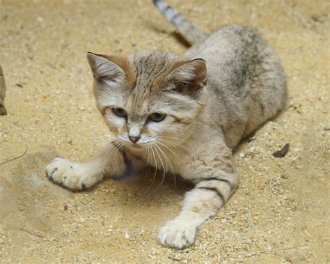 9 Things You Didnt Know About The Sand Cat Mnn Mother