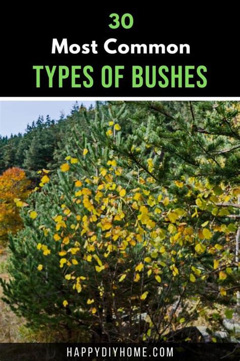 30 Most Common Types Of Bushes Happy Diy Home