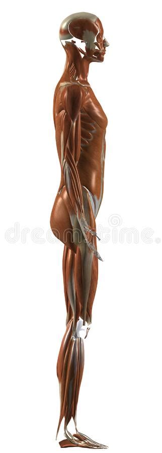 Anatomia Humana Sistema Muscular Feminino Da Direita Imagem de Stock Ilustração de isolado