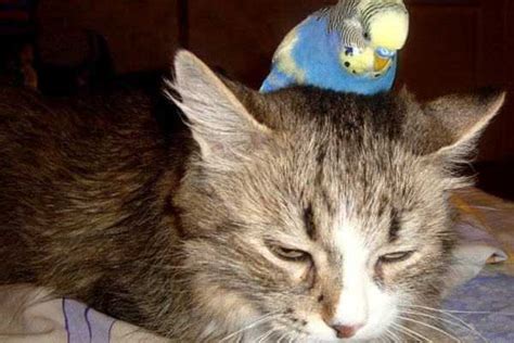Попугай и кот как подружить и приучить друг к другу