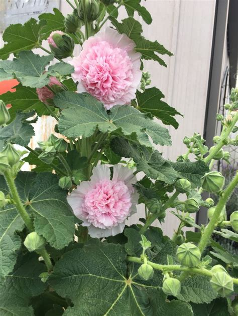 After the leaves die to the ground in winter, the hollyhock. Grow Hollyhocks | Hollyhock, Biennial plants, Dream garden