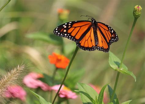 Monarch Butterfly Photograph By Tom Strutz Fine Art America