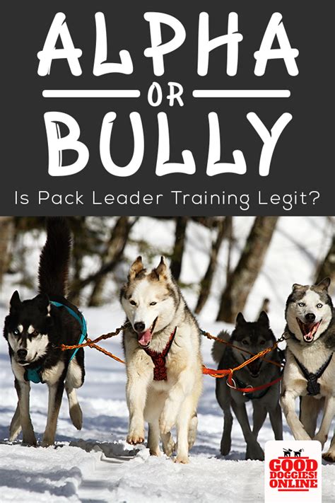 Is Pack Leader Training Legit Myth Vs Reality Good Doggies Online