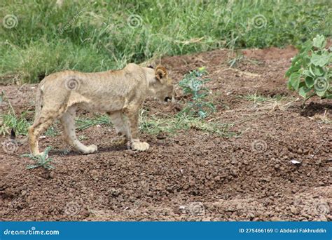 Spotted Skin Of A Lioness Clearly Seen Stock Image Image Of Safari