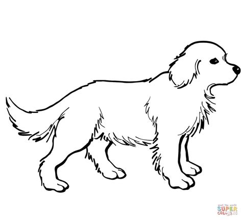 Golden Retriever Puppy Coloring Page Free Printable Coloring Pages