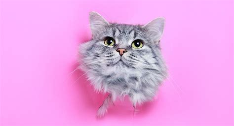 Curiosidades Sobre Los Gatos Datos Que Probablemente No Conoces