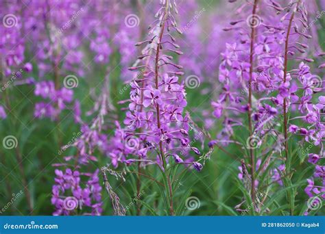 Epilobium Angustifolium Pink Flowers Of Fireweed Chamerion