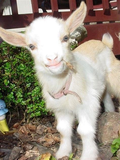 Saanen Goat Kid Cute Goats Cute Baby Animals Cute Animals