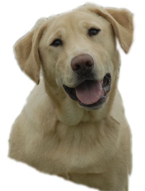 Check out our yellow lab picture selection for the very best in unique or custom, handmade pieces from our shops. Yellowlab | Free Images at Clker.com - vector clip art ...