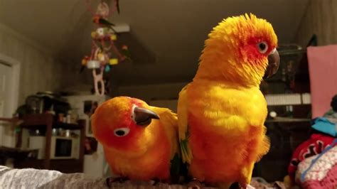The Mating Dance Of Sun Conures 💖 Tequila And Golda 💖 Youtube